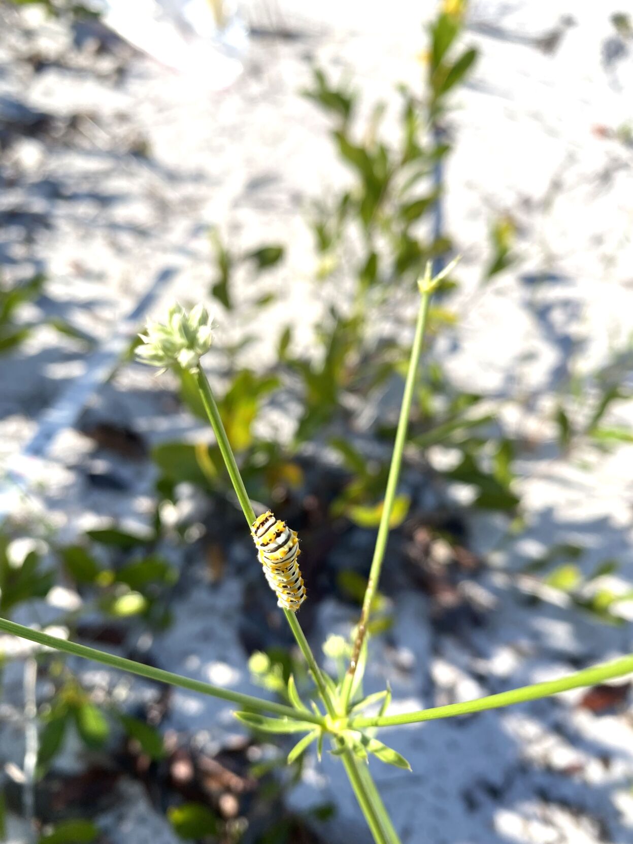 Wedge-leaf button snakeroot: A Highlands County treasure | Highlands ...