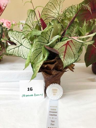 Lake Placid garden club winners listed | Highlands News-Sun