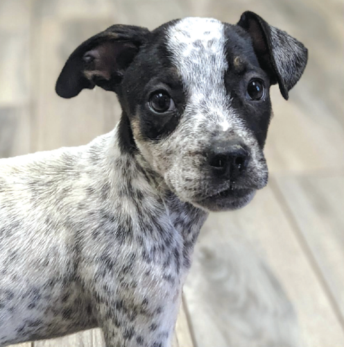 A forever 2025 home animal rescue