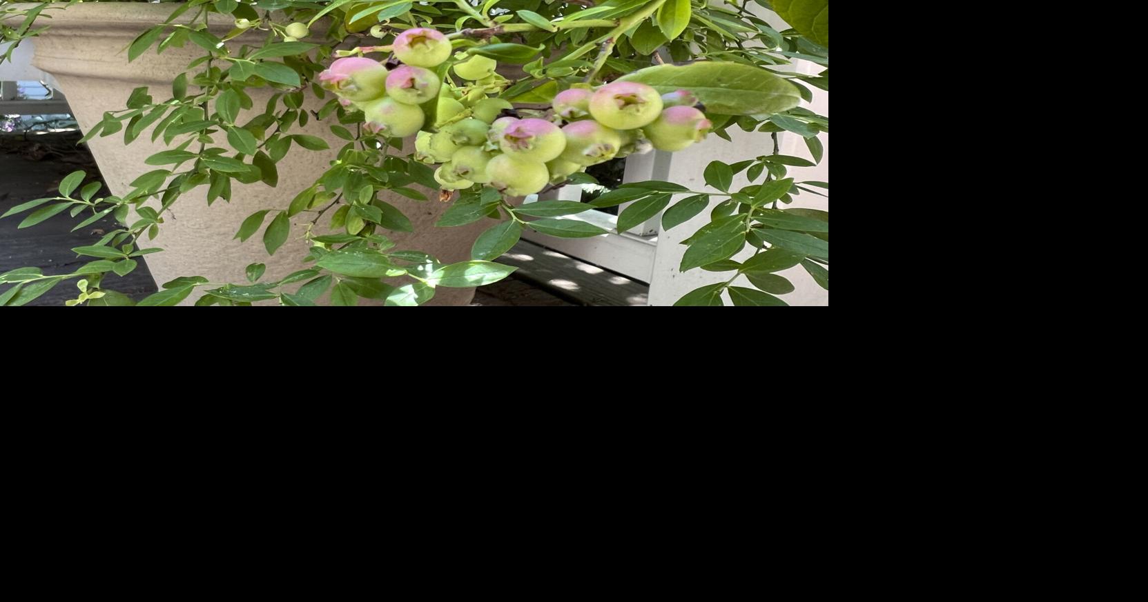 A sweet, native and nutritious snack from the garden? Look no further ...