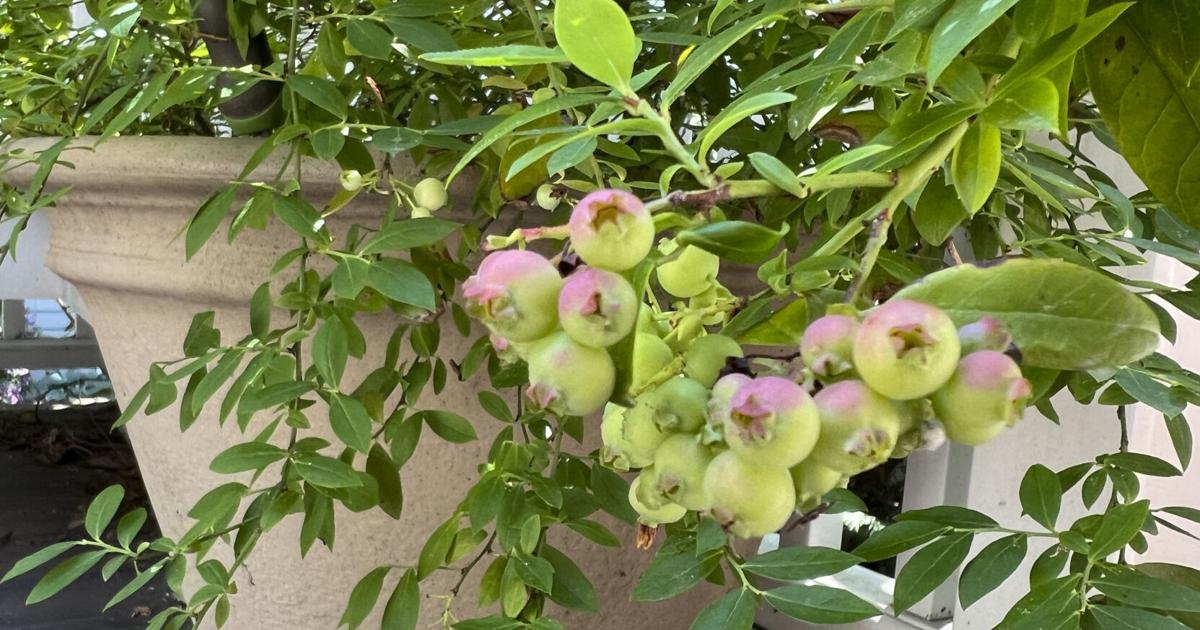 A sweet, native and nutritious snack from the garden? Look no further ...