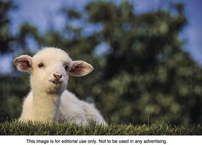 Easter Symbolism Complements The Holiday Sumter County Shopper