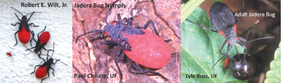 Ask the Experts: The Jadera Bug Jadera haematoloma | In The Garden ...