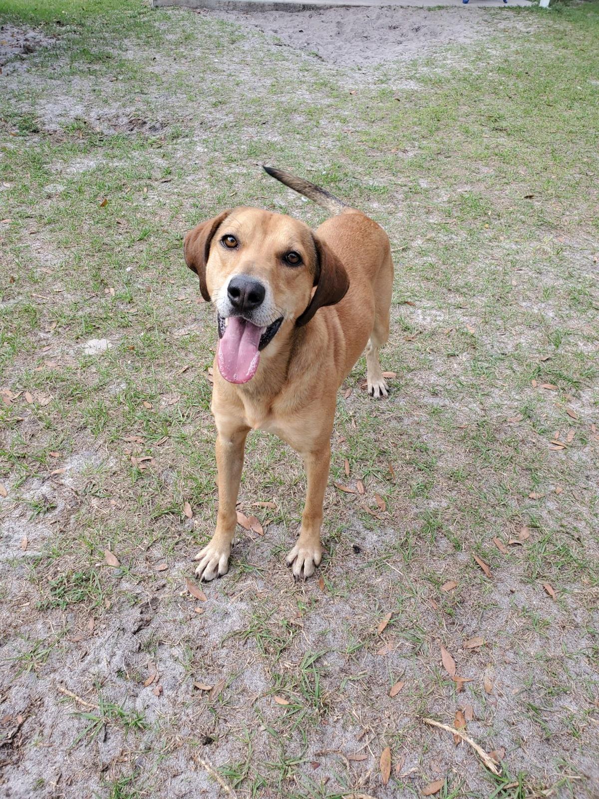 Humane Society Triangle News Leader Midfloridanewspapers Com