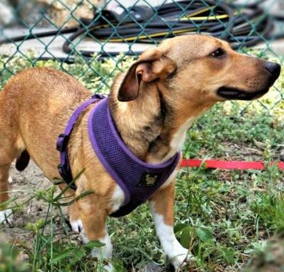 A Forever Home Animal Rescue Is Open Clermont News Leader Midfloridanewspapers Com