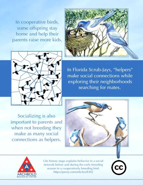 Archbold scrub-jay graphic
