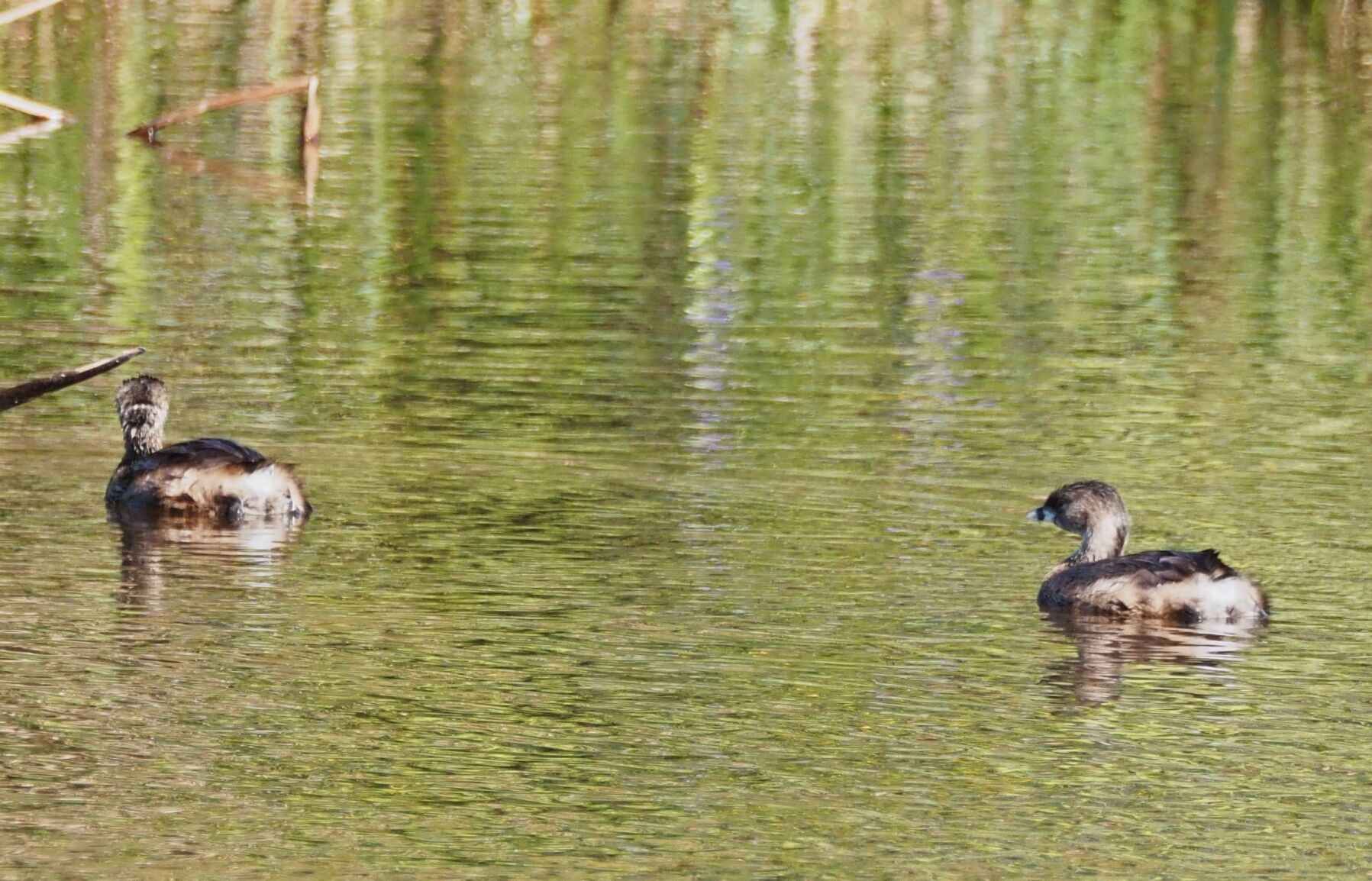 A real cutie - a pied-billed grebe | Around Town | midfloridanewspapers.com