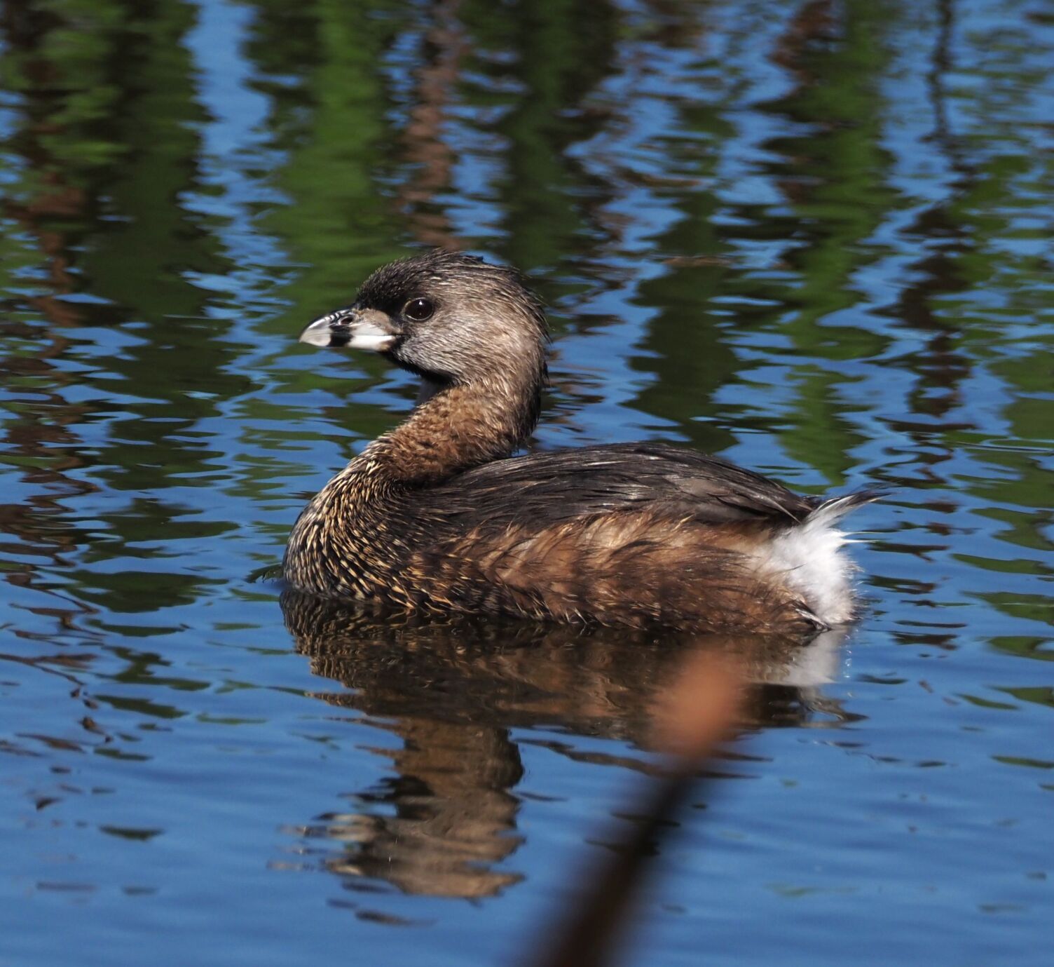 A real cutie - a pied-billed grebe | Around Town | midfloridanewspapers.com