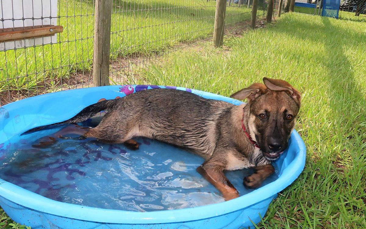 Your Humane Society Spca Sumter County Shopper