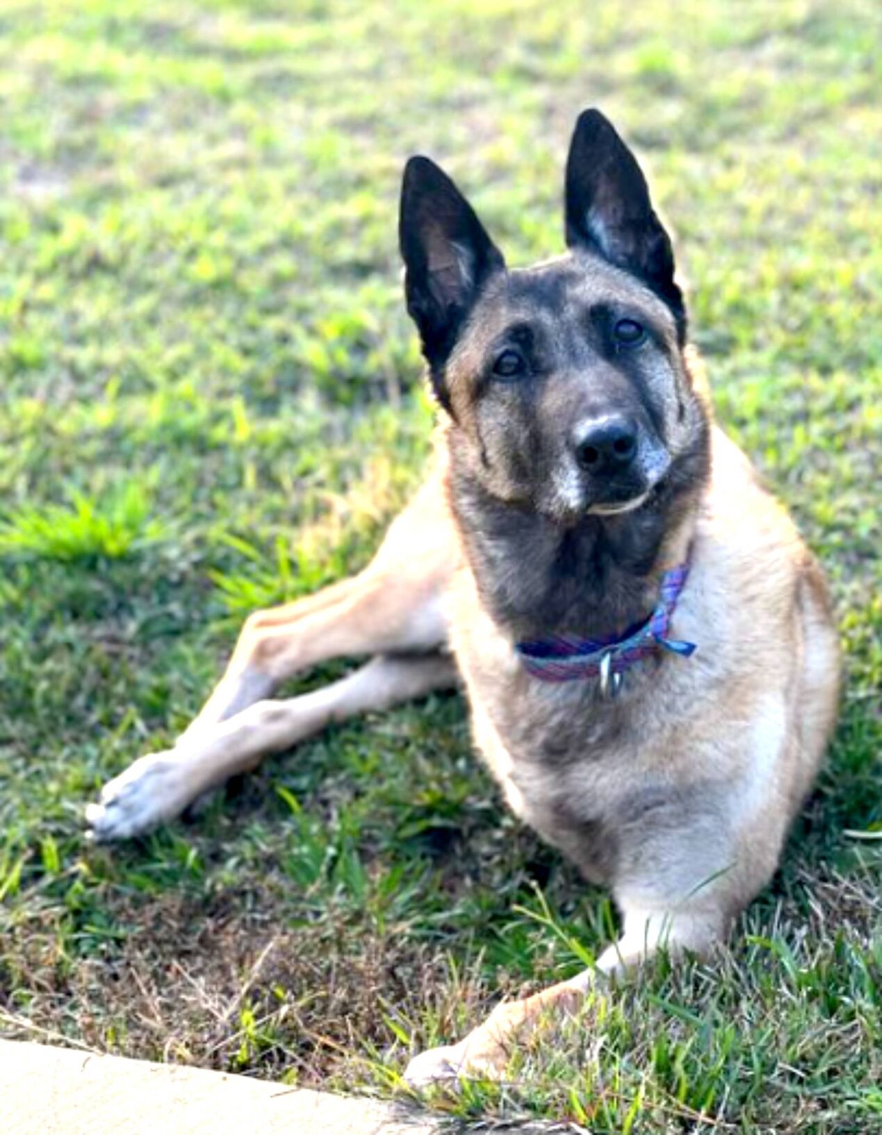 Firefox malinois fashion