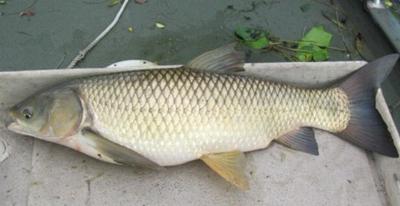 Residents: Carp plan in Lake June backfired | Highlands News-Sun ...