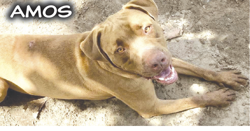 Spca amos sales