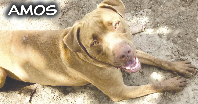 YOUR Humane Society SPCA Sumter County Shopper