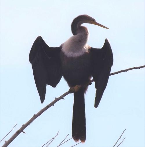 Wildlife Moment Feb 2 C