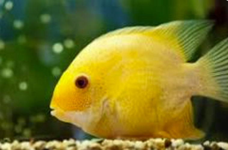 Severum care hot sale
