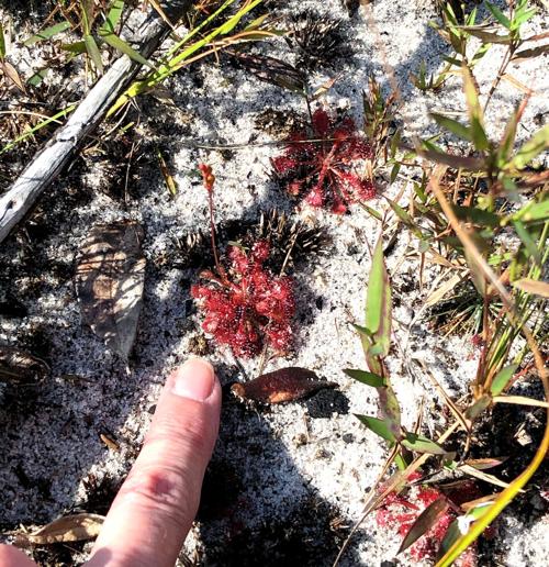 Carnivorous sundew