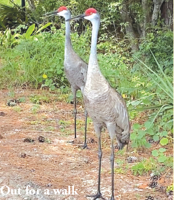 Photo of the Week: Out for a walk
