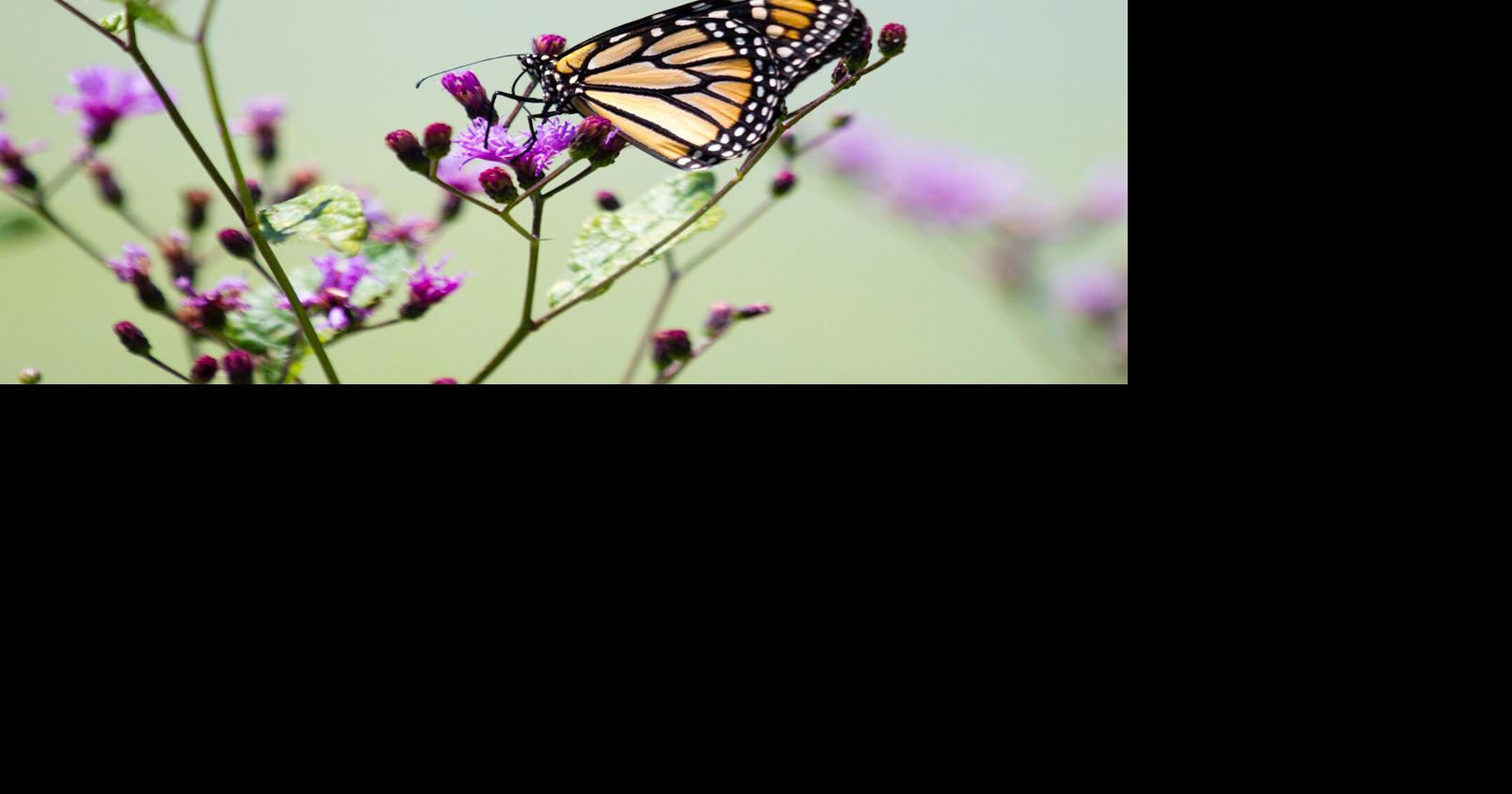 Wildflowers and pollinators get a boost with two grants | News ...