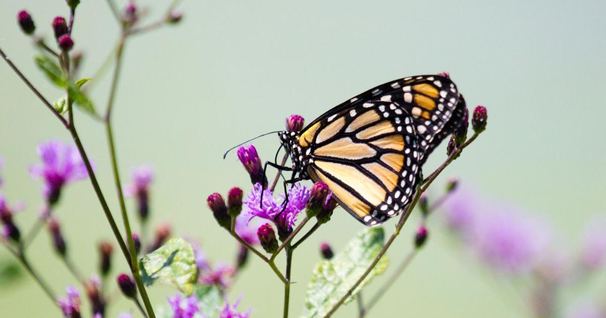 Pollinators Vip Wildflowers and pollinators get a boost with two grants | News ...