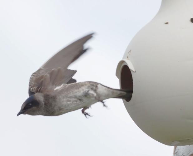 Celebrating those purple martins | Around Town | midfloridanewspapers.com