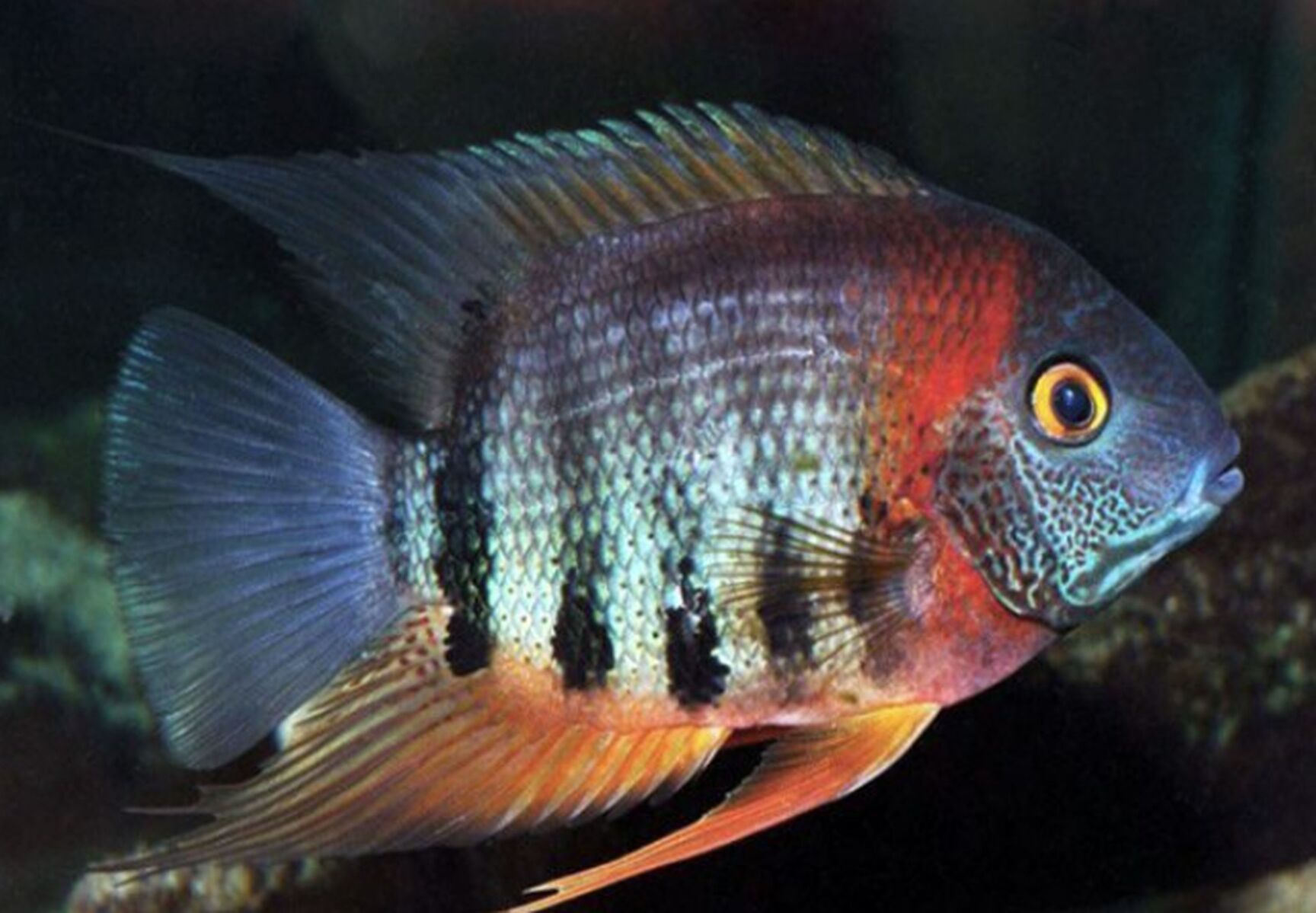 Gold clearance severum care