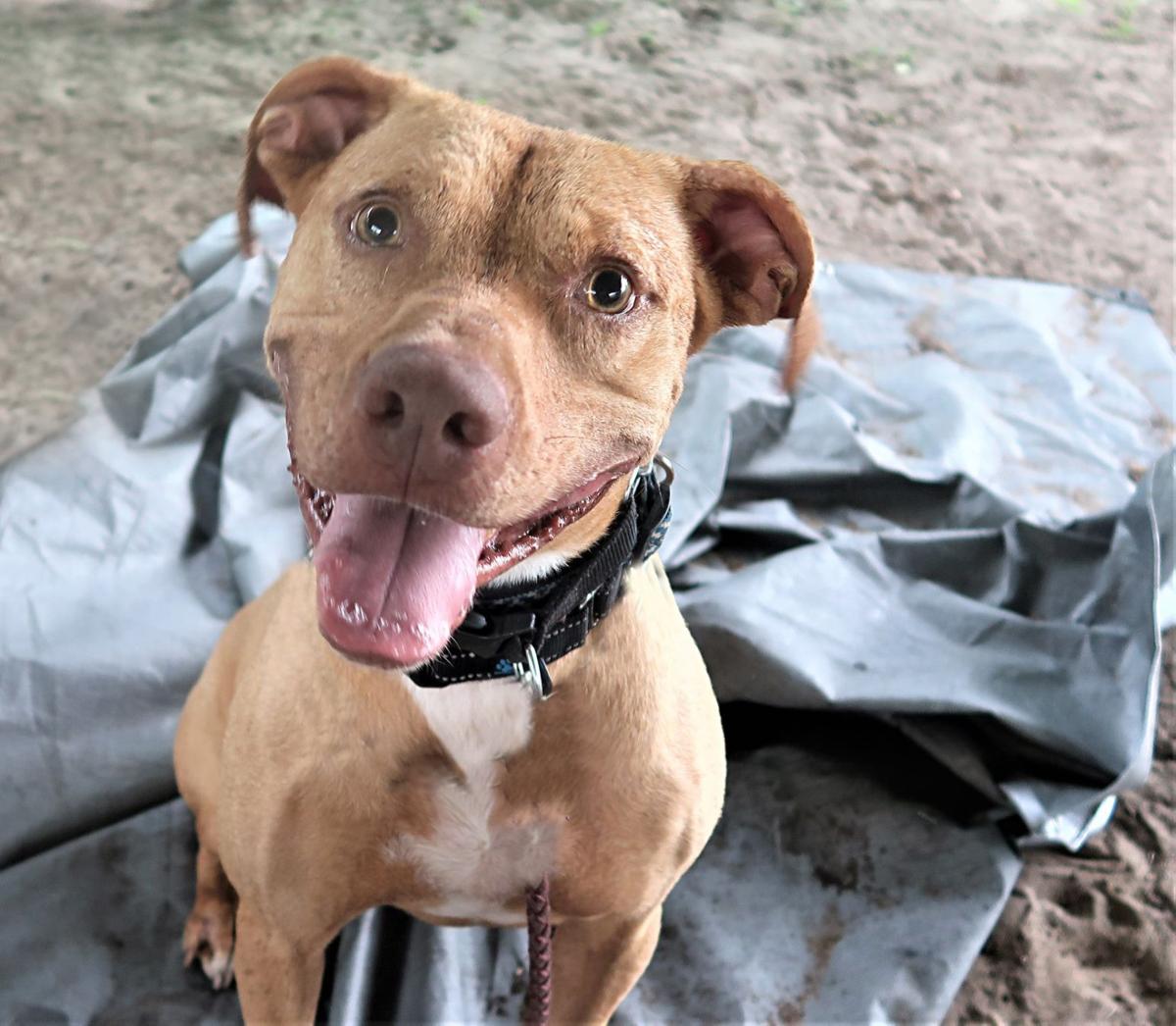 Your Humane Society Spca Sumter County Shopper
