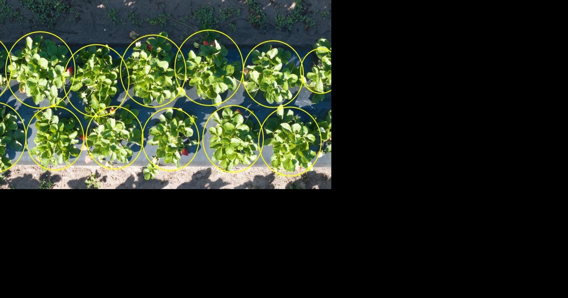UF experts help farmers use web-based tools to predict crop yields faster, more accurately