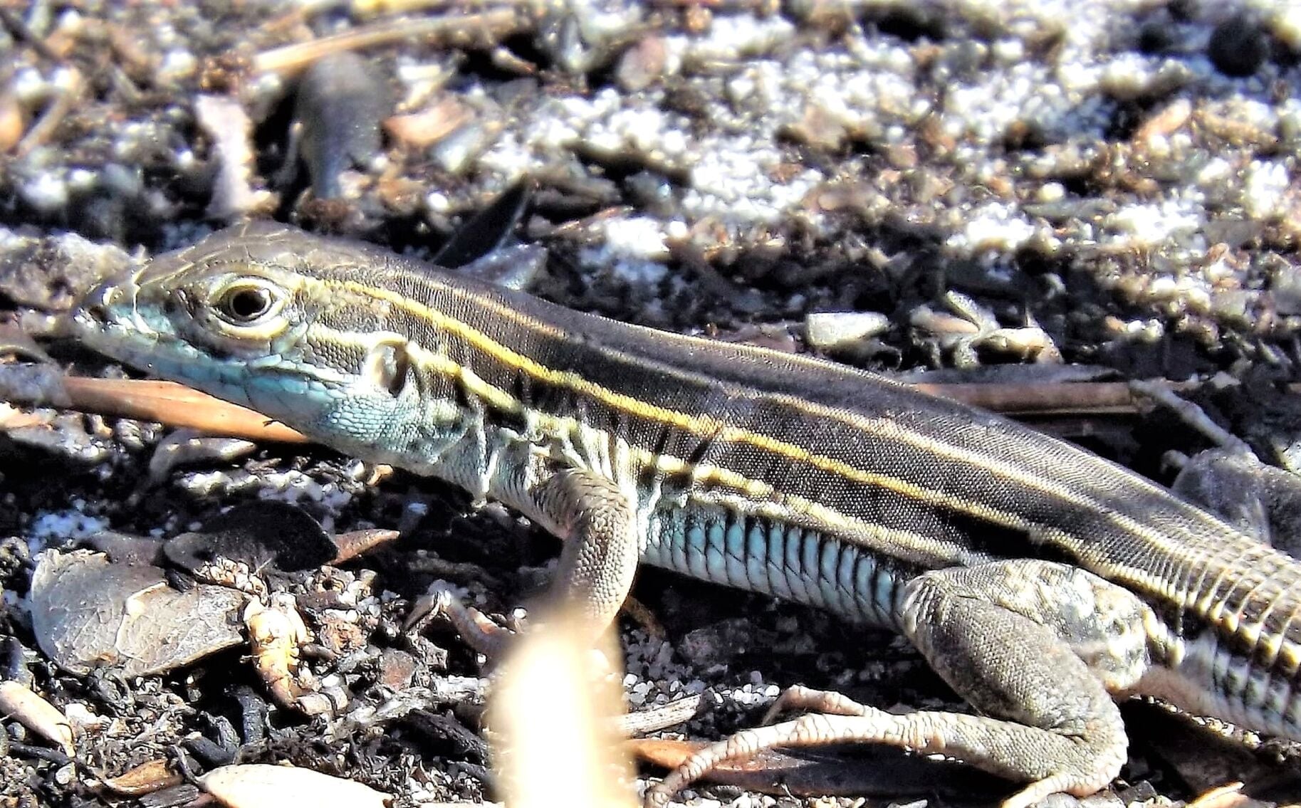 Prairie Racer Runner Lizard The speedy six-lined racerunner | Highlands News-Sun ...