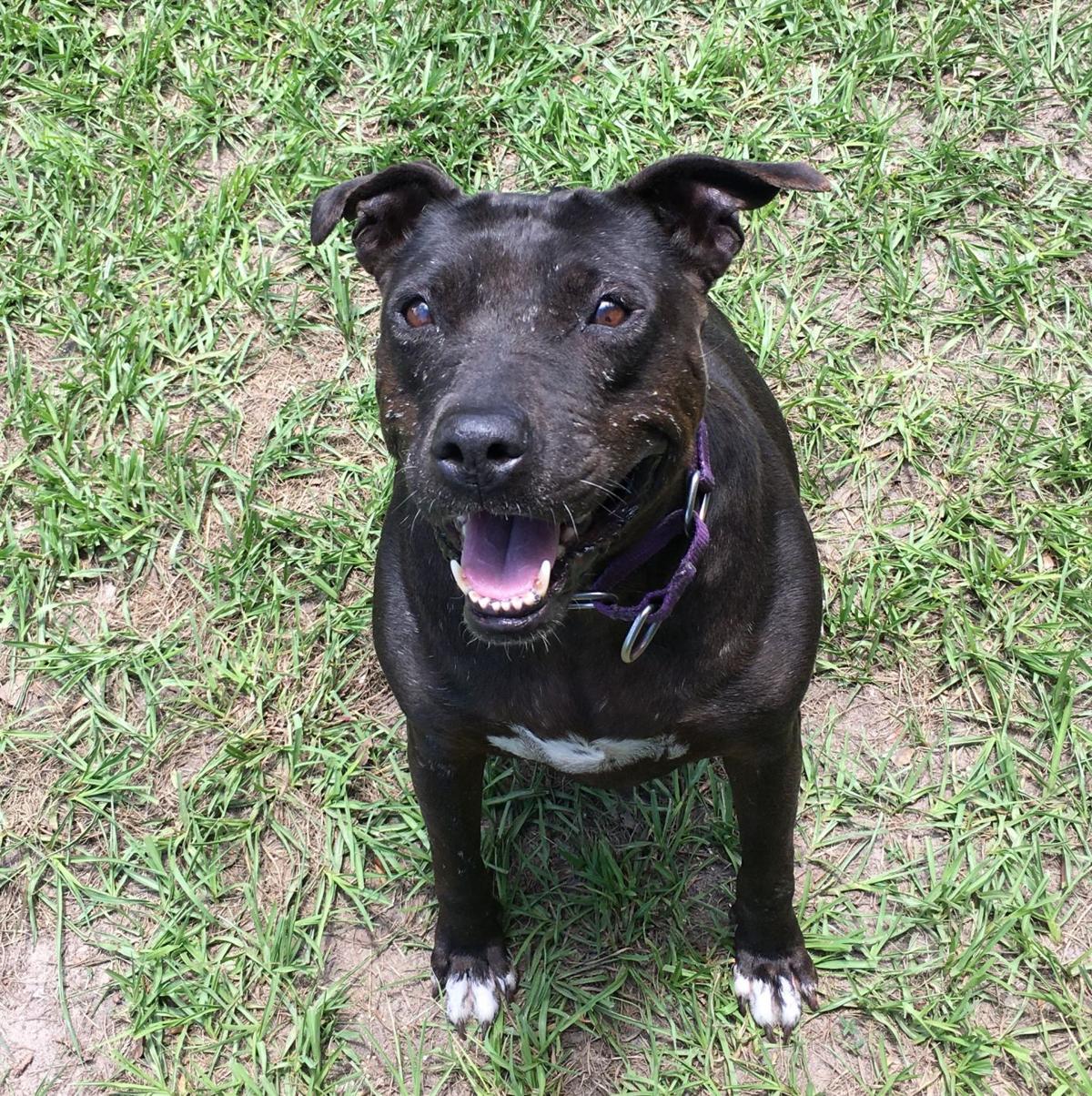 Your Humane Society Spca Sumter County Shopper