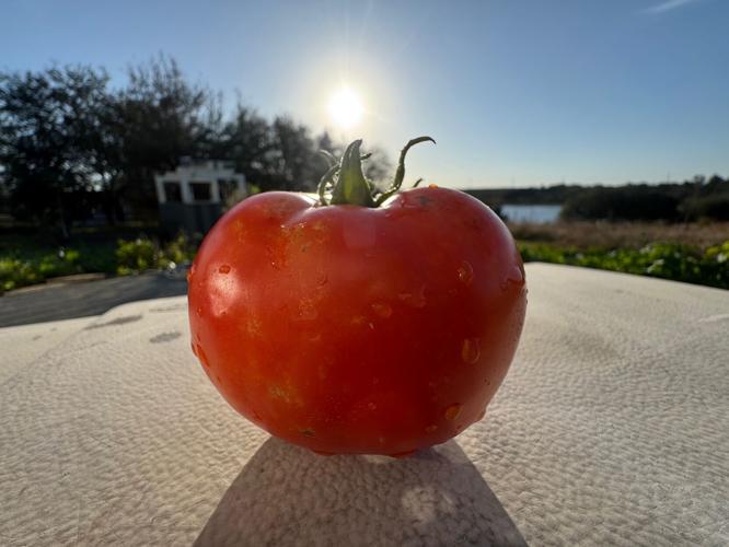 Best Food to Plant in October in Florida: Top Picks for a Bountiful Harvest 2 Best Food to Plant in October in Florida: Top Picks for a Bountiful Harvest