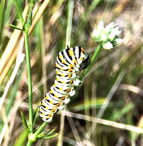 Eastern Black Swallowtail caterpillar 1