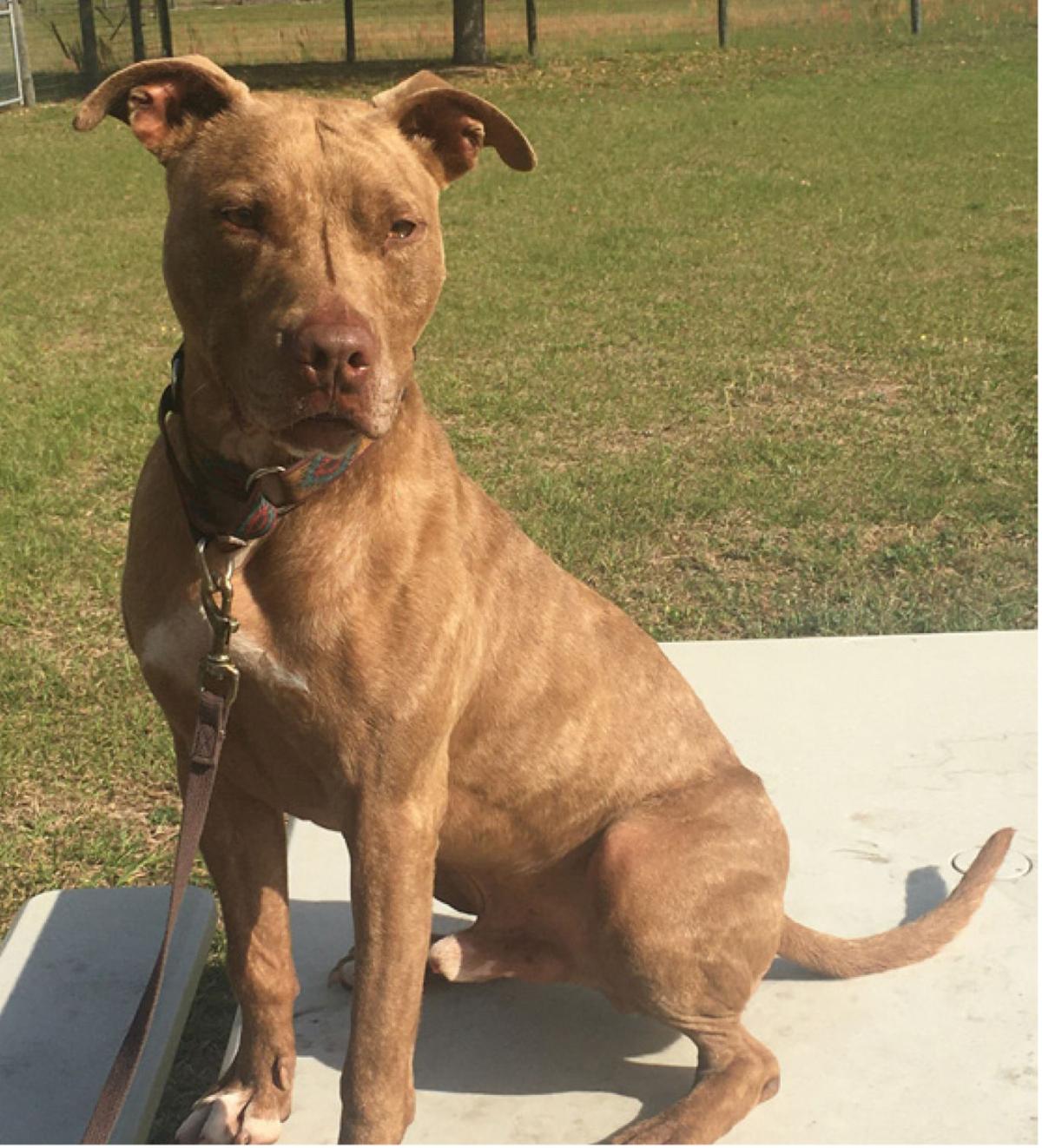 Your Humane Society Spca Sumter County Shopper