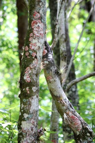 The peculiar world of lichens, Highlands News-Sun