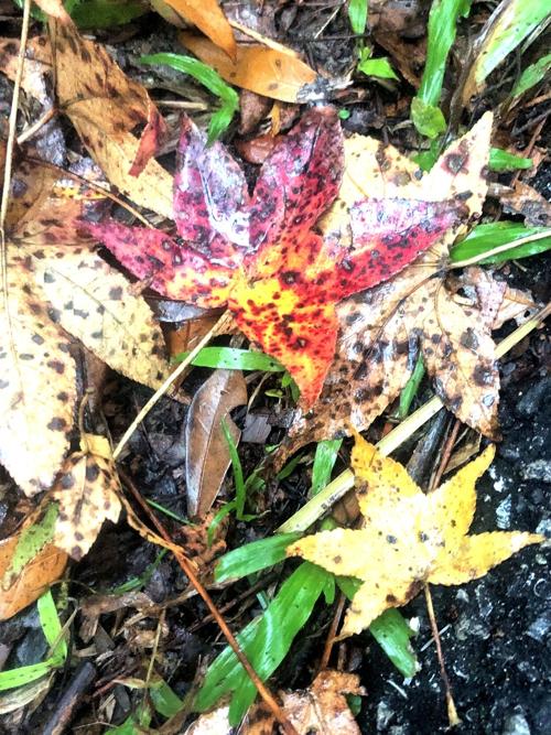 Fall leaves sweetgum various colors