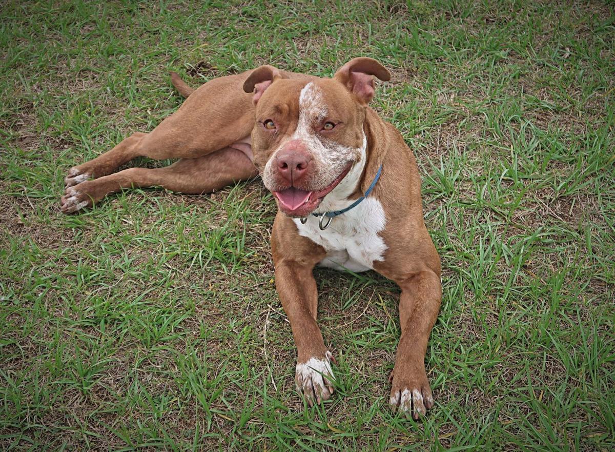 Your Humane Society Spca Sumter County Shopper
