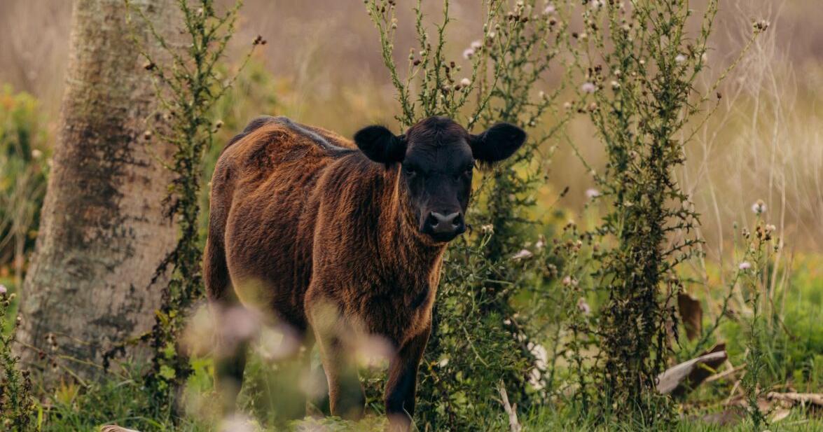 Partnership permanently protects 1,500-acre working cattle ranch in Highlands County