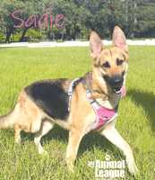 Pet of the Week: Sadie, Sadie, be my lady