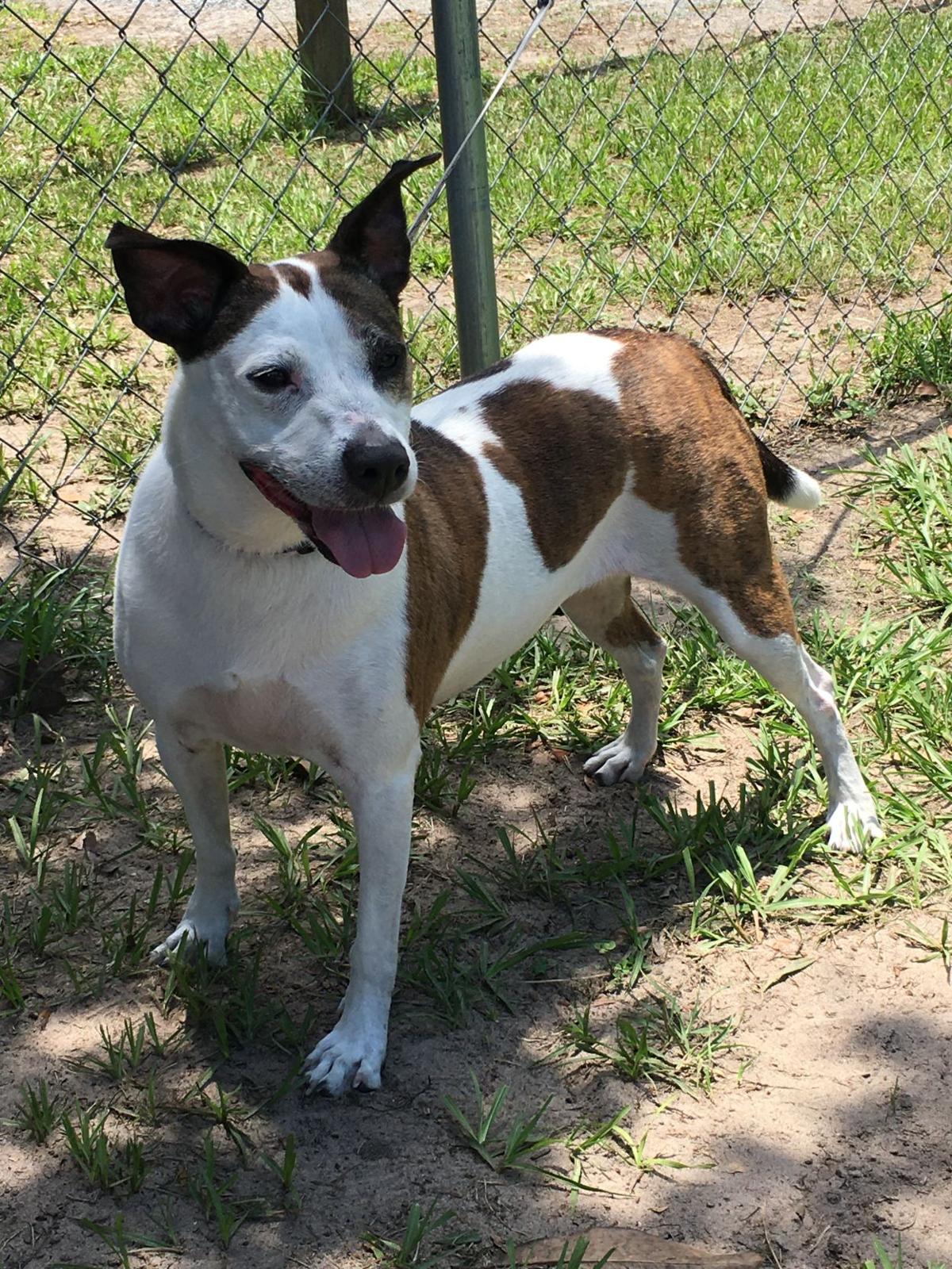 Your Humane Society Spca Sumter County Shopper