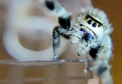 Regal Jumping Spiders