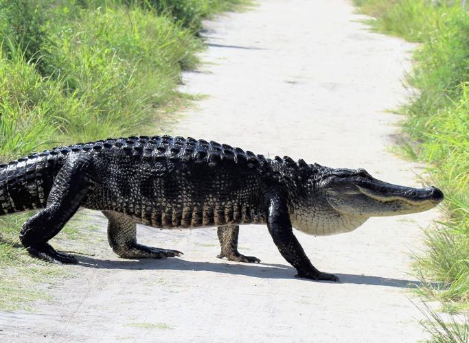 Nesting season is heating up for American alligators Highlands Homes