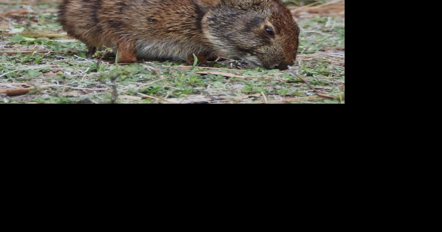 A rabbit that is not hoppy but able to swim | Around Town ...