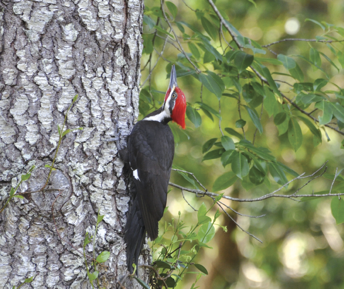 Photo Of The Week Woody Woodpecker In The Neighborhood Clermont News Leader Midfloridanewspapers Com