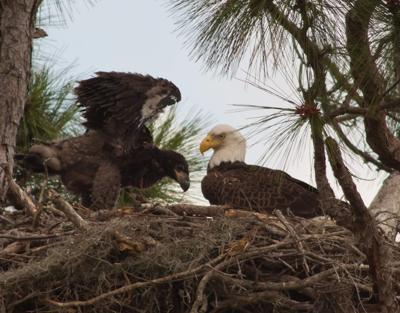 Highlands Hammock Nature Walks To End In March Highlands News