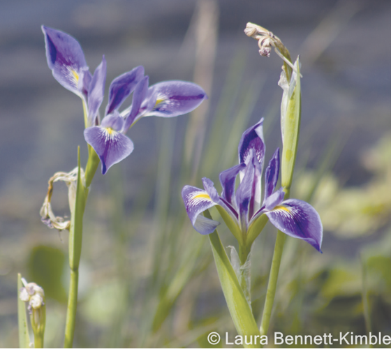 Blue Flag Iris - University of Florida, Institute of Food and Agricultural  Sciences