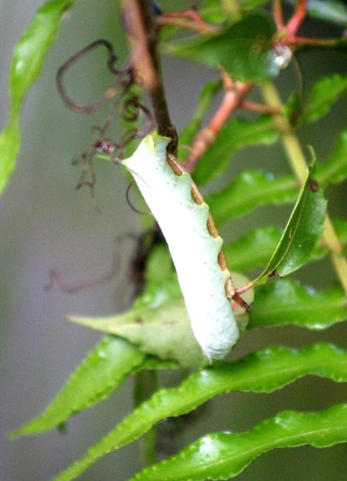 Sphinx moth caterpillar