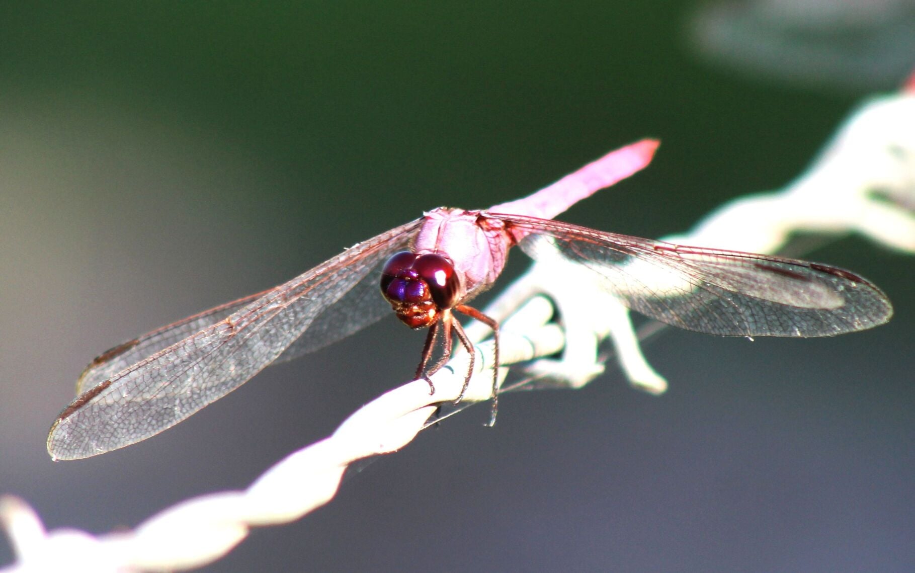 Got to love those roseate skimmers | Highlands Homes