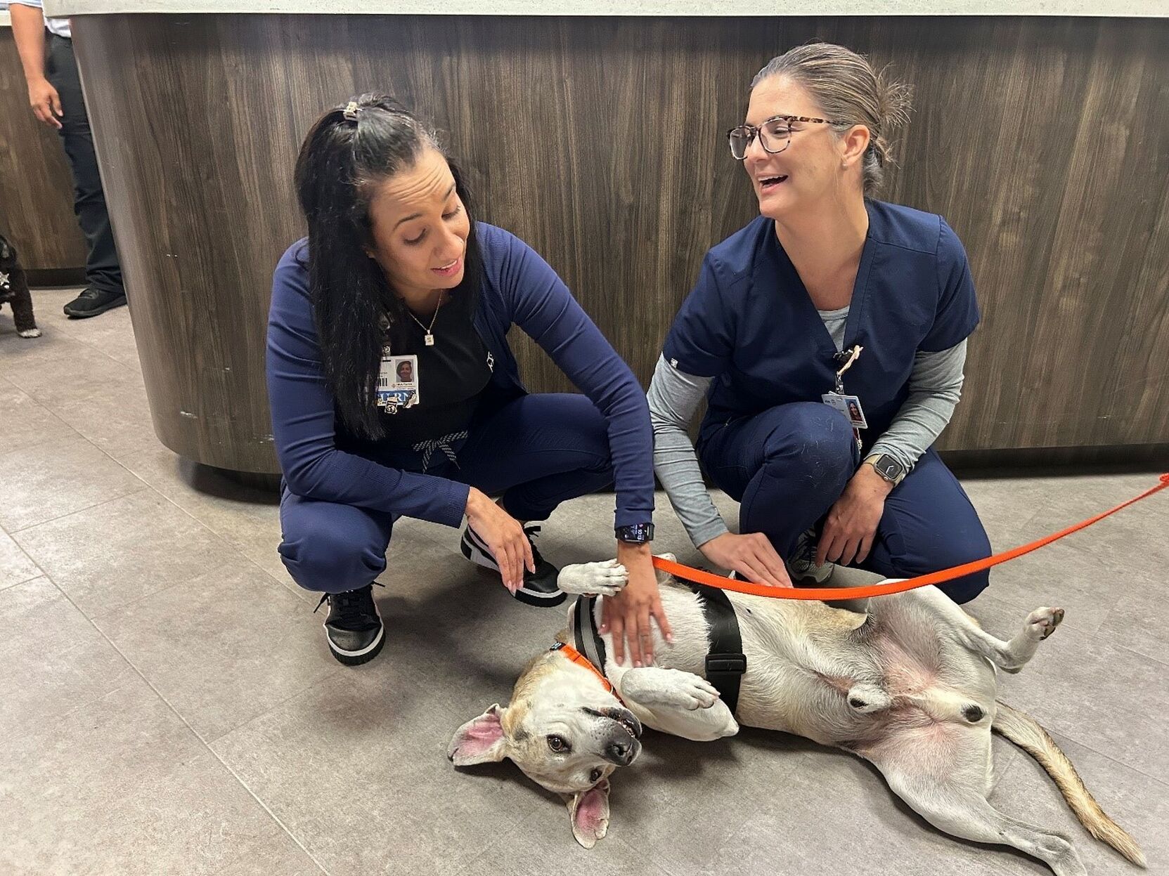 Therapy dogs bring joy to staff during training | Highlands Health ...