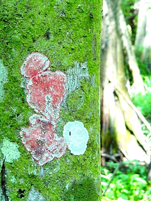 Wildlife Moment Jan 10 Christmas wreath lichen