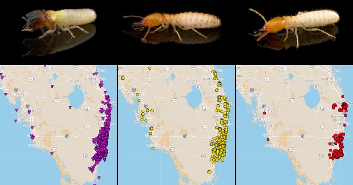 As Florida enters termite swarm season, UF/IFAS scientists tell ...