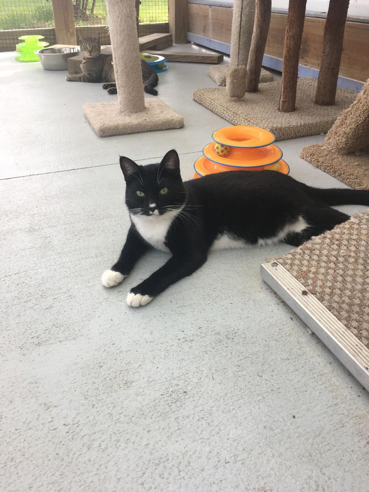 Your Humane Society Spca Sumter County Shopper